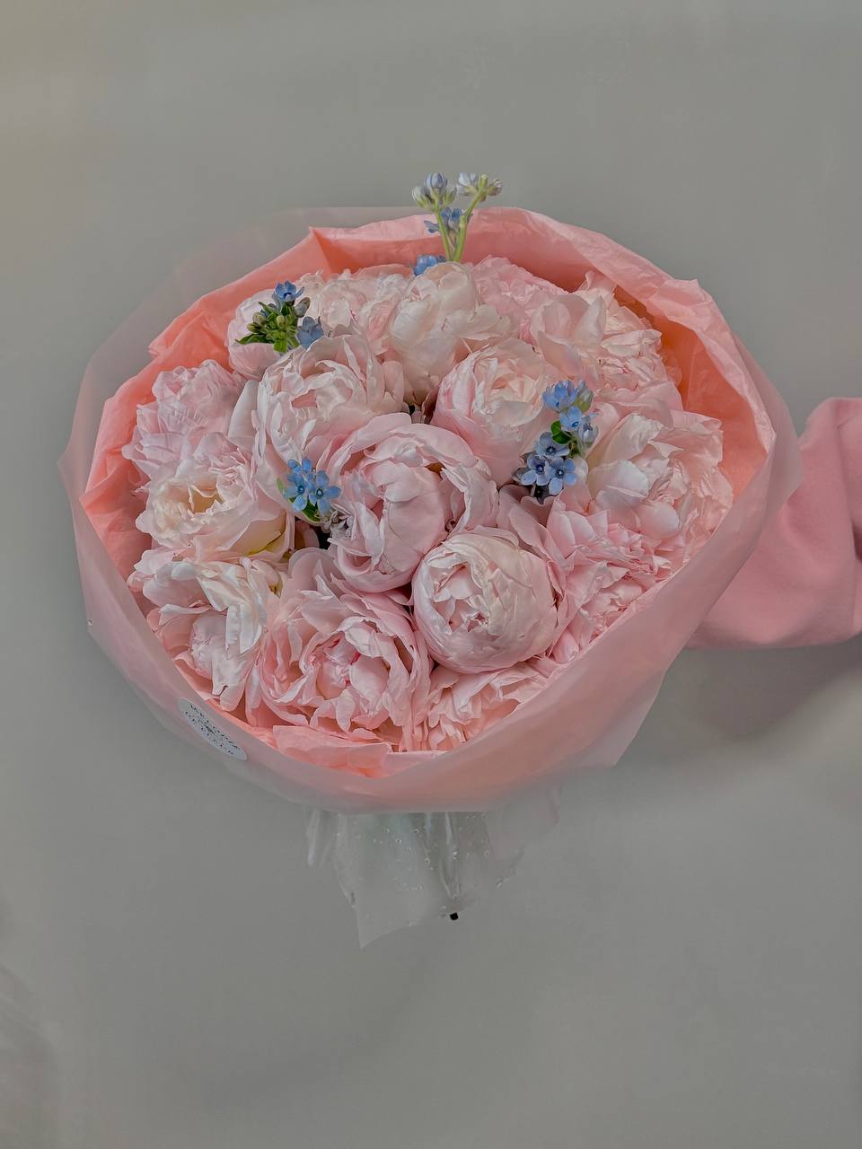 “THE TENDERNESS OF PEONIES”